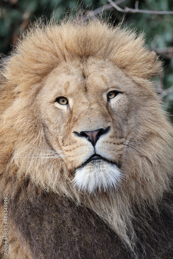 portrait of Lion, Panthera Leo predator