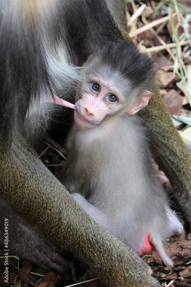 baby mandrill baboon monkey sucking breast milk baby mandrill baboon monkey sucking breast milk