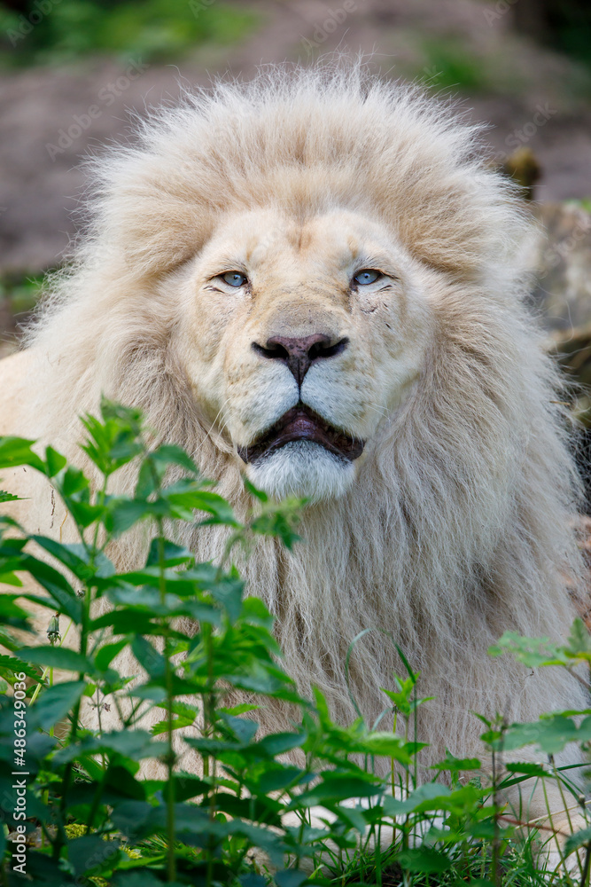 White Lion, Panthera Leo in nature White Lion, Panthera Leo in nature
