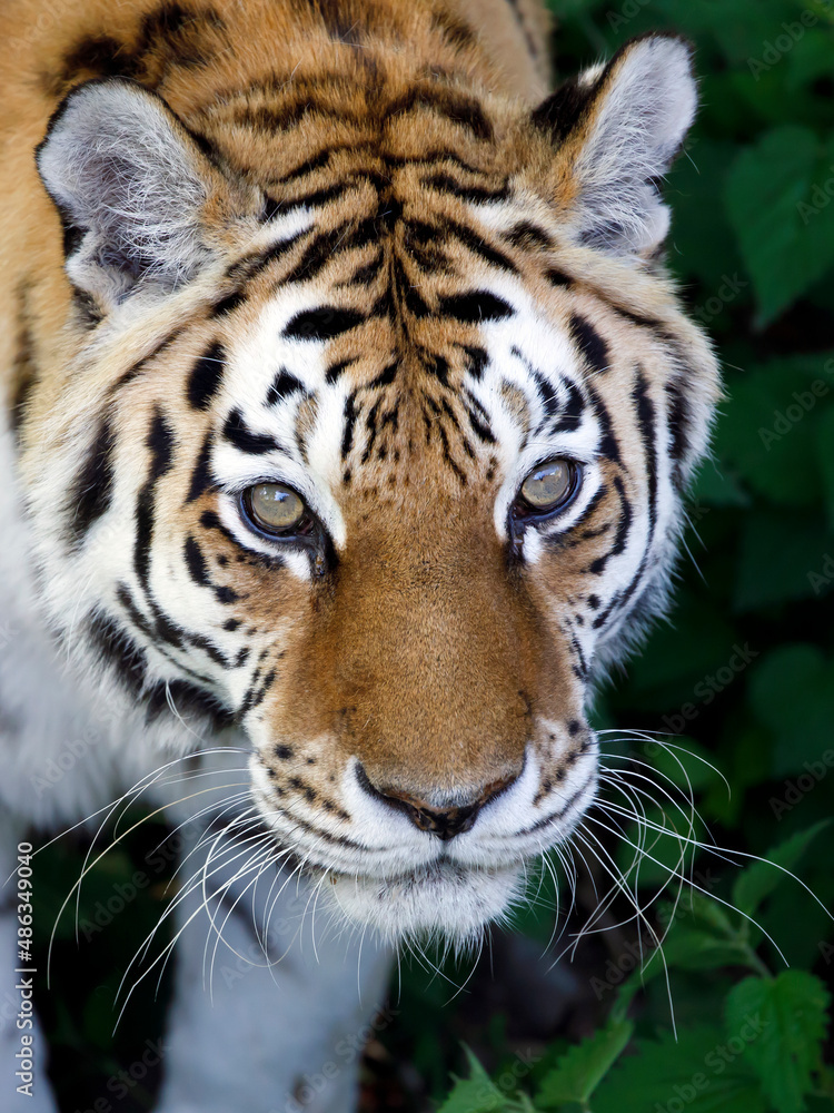 Siberian tiger, Amur tiger, Panthera tigris tigris, close up