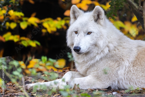 white wolf, Hudson Bay wolf, Canis lupus hudsonicus photo