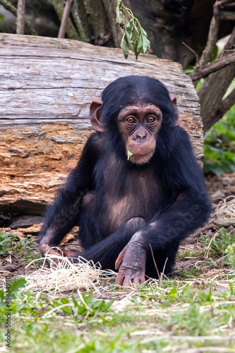 baby, little chimpanzee primate, Pan troglodytes