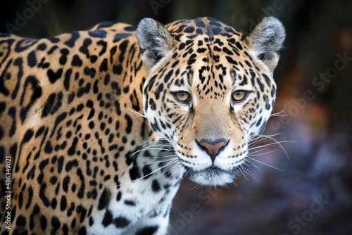 Fototapeta Naklejka Na Ścianę i Meble -  Jaguar, Panthera Onca, close up