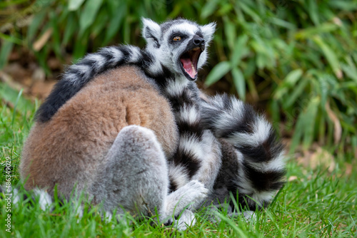 Ring-tailed monkey, lemur catta with opened mouth © Edwin Butter
