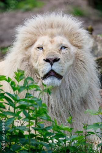 White Lion  Panthera Leo in nature