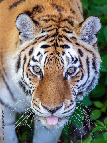 Fototapeta Naklejka Na Ścianę i Meble -  Siberian tiger, Amur tiger, Panthera tigris tigris, close up