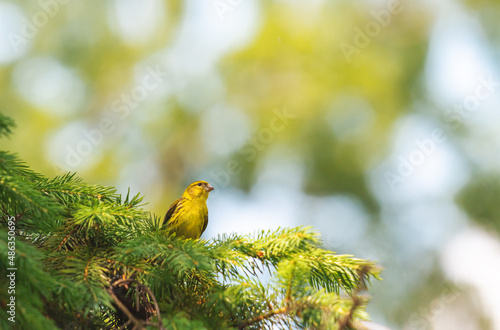European serin sitting on a branch barely photo