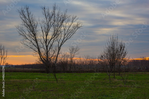 The sunset and tree Edirne, turkey