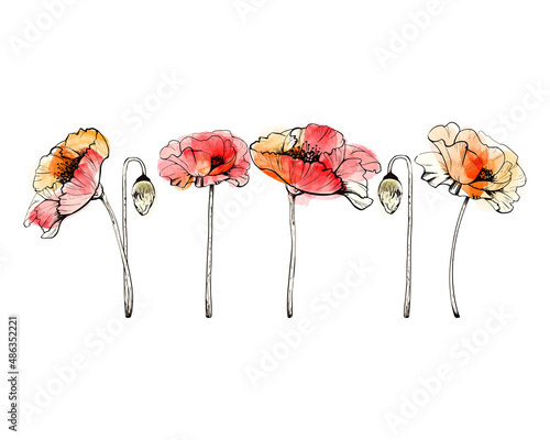 watercolor poppies with black outline_watercolor red and orange poppies with black outline, graphic illustration, botanical image of plant, flower, bud, on white background, set of flowers lined up in