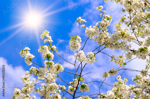 Branches of blossoming cherry and sun on blue sky background