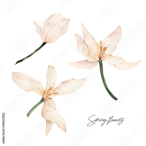 Watercolor tulips clipart. Spring floral illustrations.