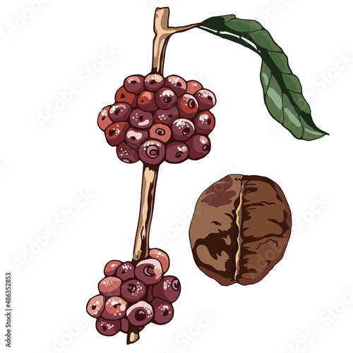 view of coffee beans, robusta variety_view of coffee beans, robusta variety, plant flowers, beans, berries, grains, hand drawing, colorful detailed natural design