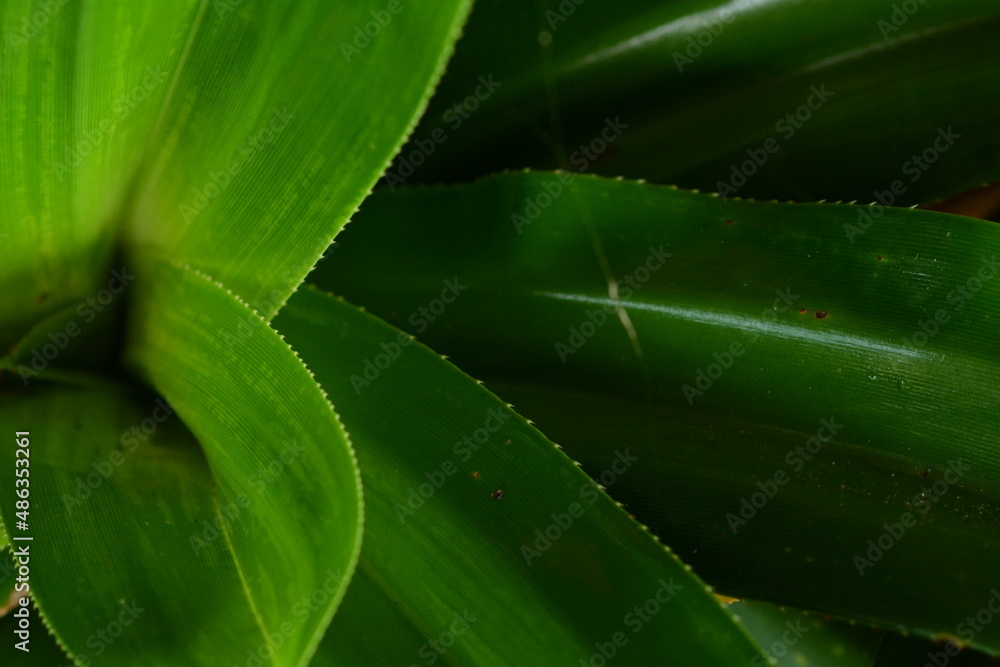 Obraz premium Abstract Green Leaf Texture Background for Design and Branding (01) - Abstract close-up of lush green leaves with natural texture and soft bokeh, ideal as a modern background for web design