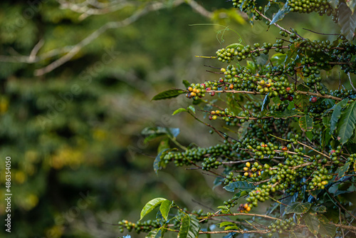 nature, leaf, plant, tree, leaves, garden, spring, water, summer, forest, foliage, agriculture, america, arabic, autumn, background, berries, berry, branch, bunch, bush, cafe, cafe de colombia, coffee