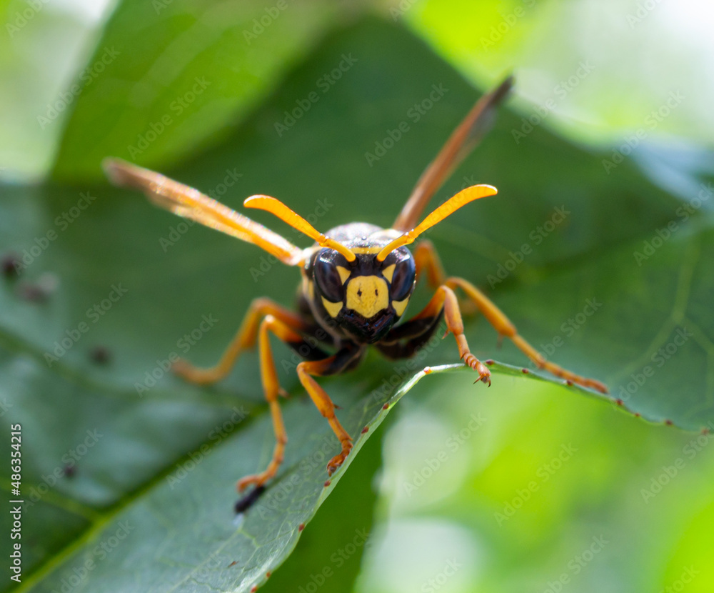 Fototapeta premium wasp