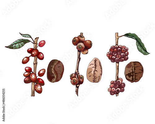 types of coffee varietiesб, arabica, robusta, liberica_types of coffee varieties, grains and plant, colorful vector illustration with text arabica, robusta, liberica,