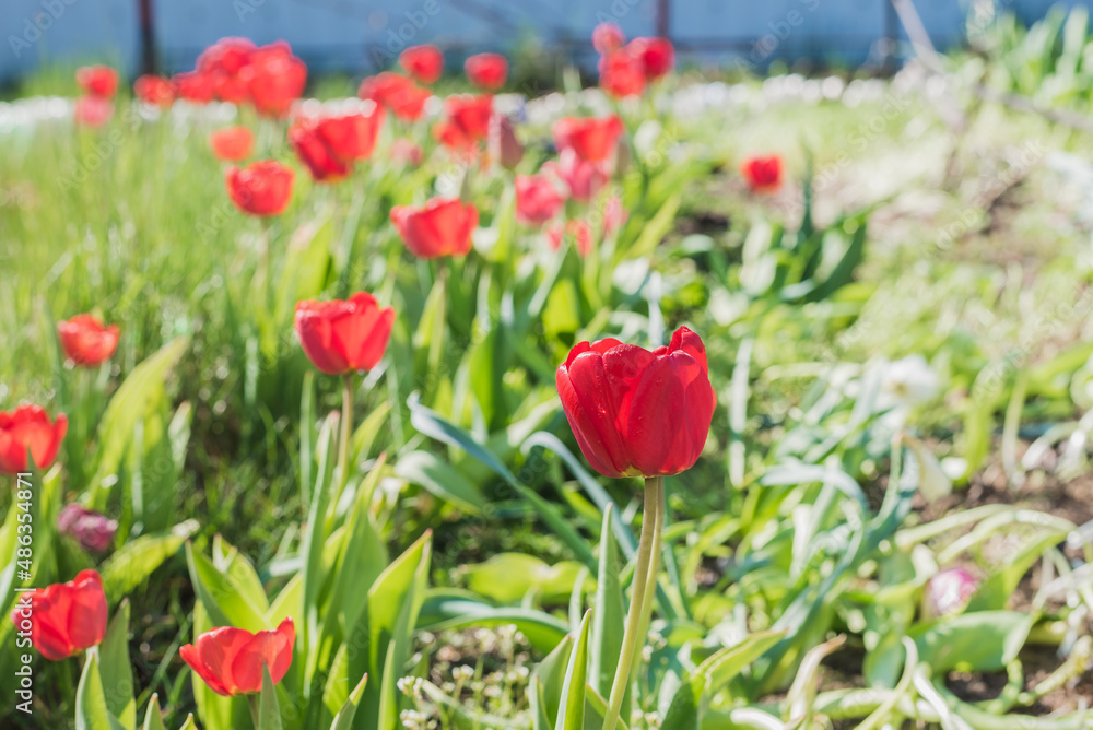 Abundance of red tulips in the meadow. Abundance of red tulips in the meadow.