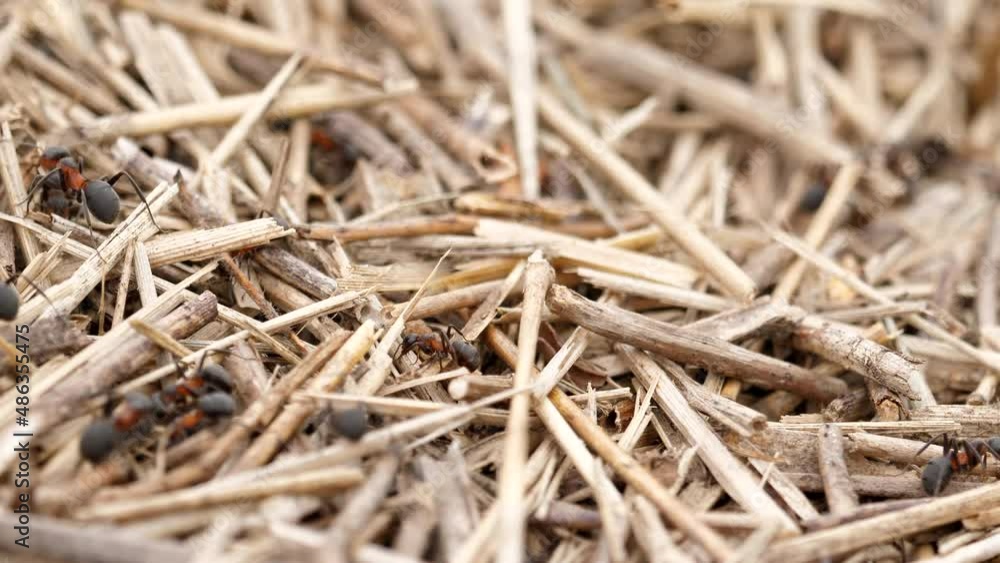 Anthill formed by straw with ants doing maintenance work. Anthill formed by straw with ants doing maintenance work.