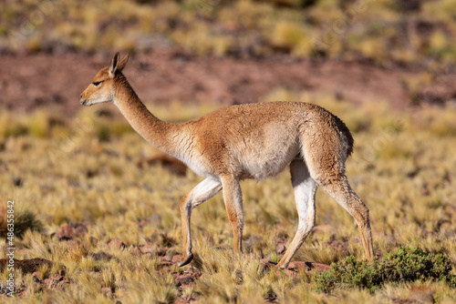 Ein Vikunja streift durch die gelb grüne Graslandschaft der Atacama Wüste photo