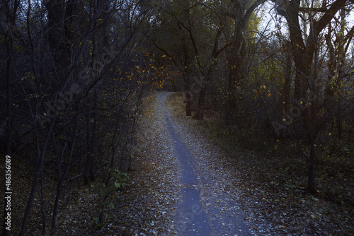 Autumn forest with dirt road