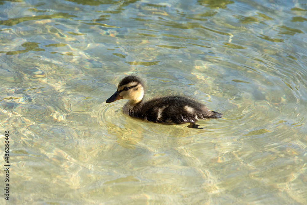 young duck floating on the surface of a shallow lake young duck floating on the surface of a shallow lake