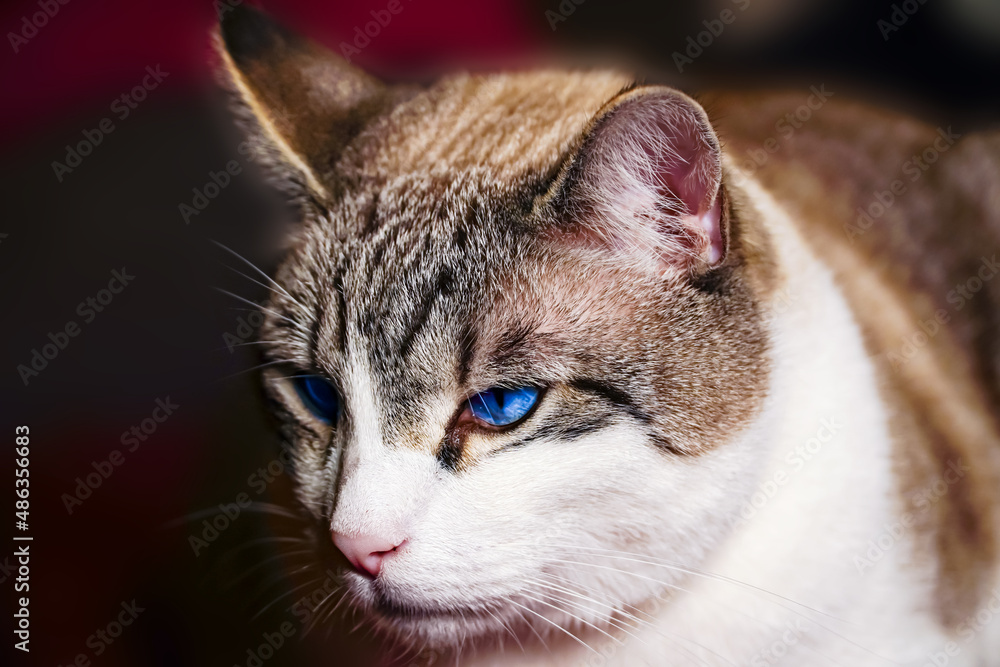 cat close-up, cat making grimaces, predatory look, blue-eyed cat 