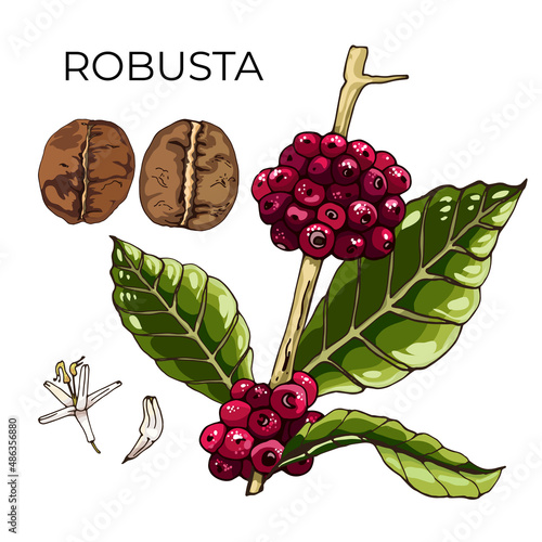 robusta coffee, plant, grain_view of coffee beans, robusta variety, plant flowers, beans, berries, grains, hand drawing, colorful detailed natural design