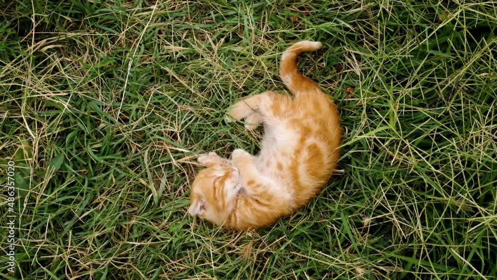 A red-haired little kitten falls into the grass and turns over on its back. Playing in the meadow. A pet. Top view A red-haired little kitten falls into the grass and turns over on its back. Playing in the meadow. A pet. Top view