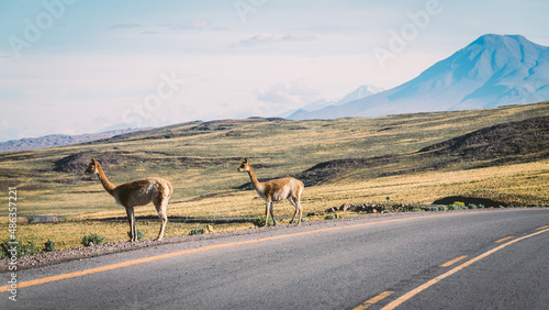 Zwei Vikunjas stehen vor einem atemberaubenden Vulkan auf einer grünen Steppenlandschaft am Straßenrand in der Atacama Wüste, Chile photo