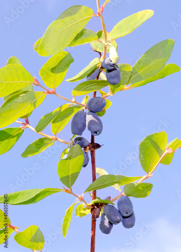 honeysuckle berries vertical sky