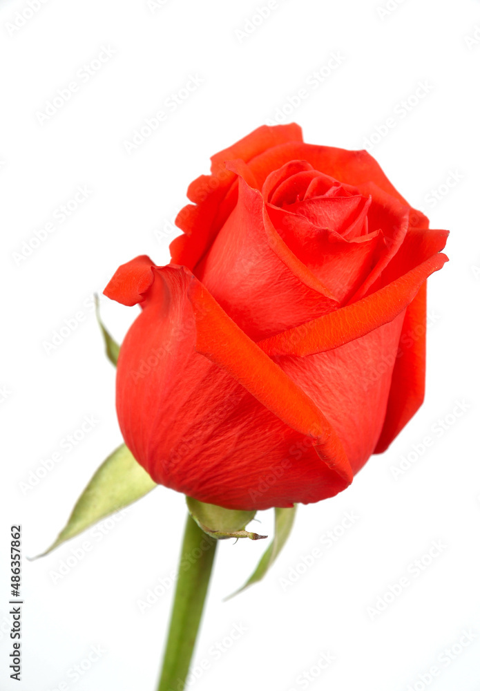 Scarlet rose on white background Scarlet rose on white background