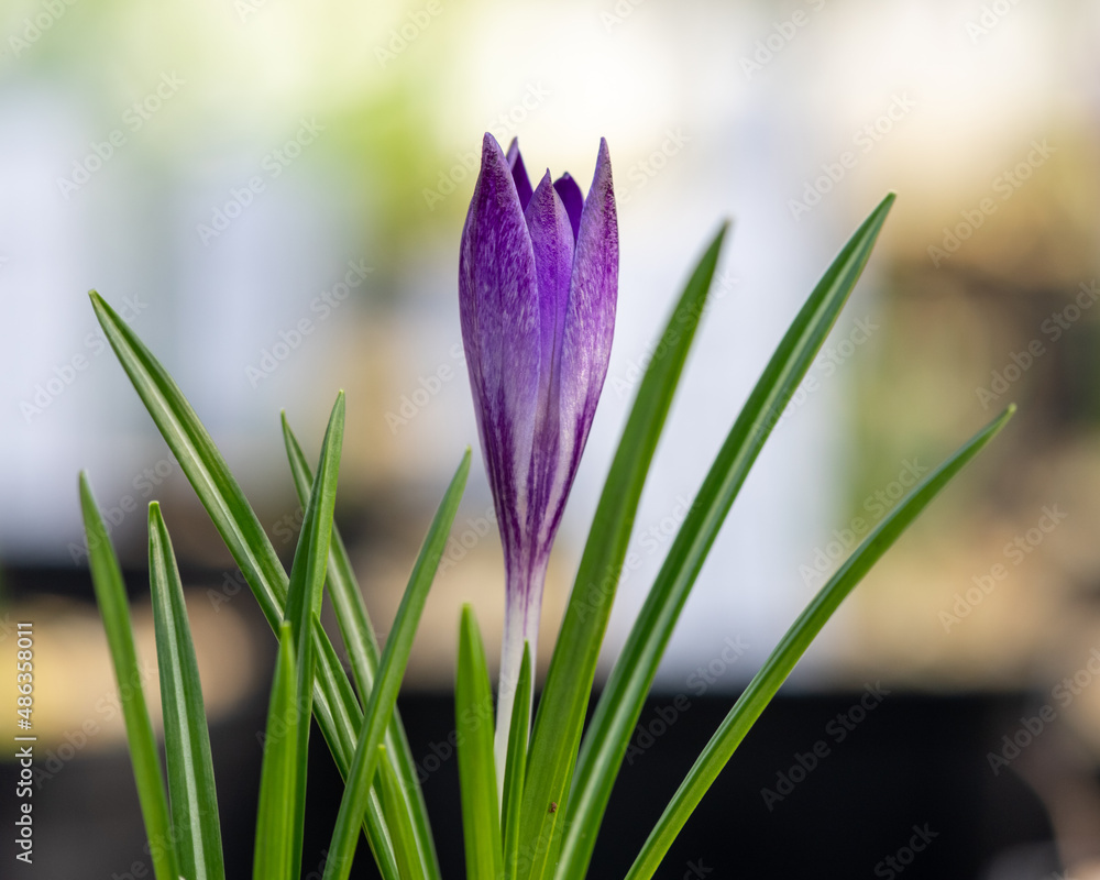Close up of a woodland crocus (crocus tommasinianus) flower emerging into bloom Close up of a woodland crocus (crocus tommasinianus) flower emerging into bloom