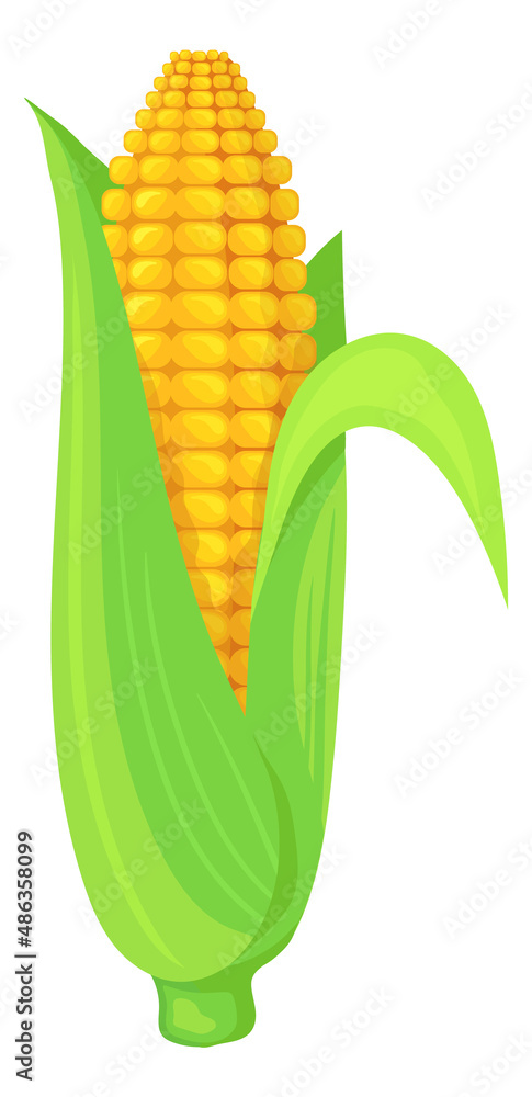 Obraz premium Corn cob in green leaves. Cartoon maize crop