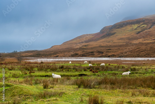 Scottish sheeps on Isle of Skye, Scotland