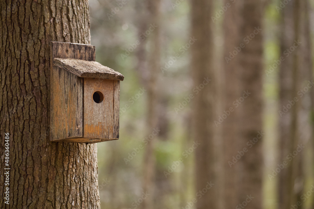 Wooden Bird House in Deciduous Forest Habitat