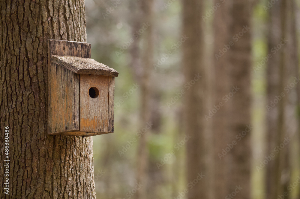 Wooden Bird House in Deciduous Forest Habitat Wooden Bird House in Deciduous Forest Habitat