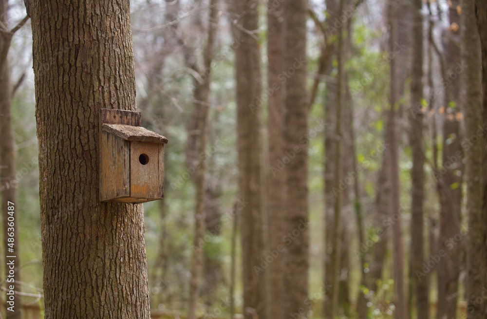 Wooden Bird House in Deciduous Forest Habitat Wooden Bird House in Deciduous Forest Habitat