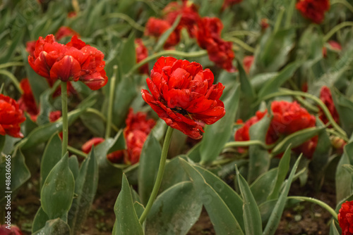 Fototapeta Naklejka Na Ścianę i Meble -  Red tulips in a city flower bed. City landscape with beautiful flowers. Flowers on the street.