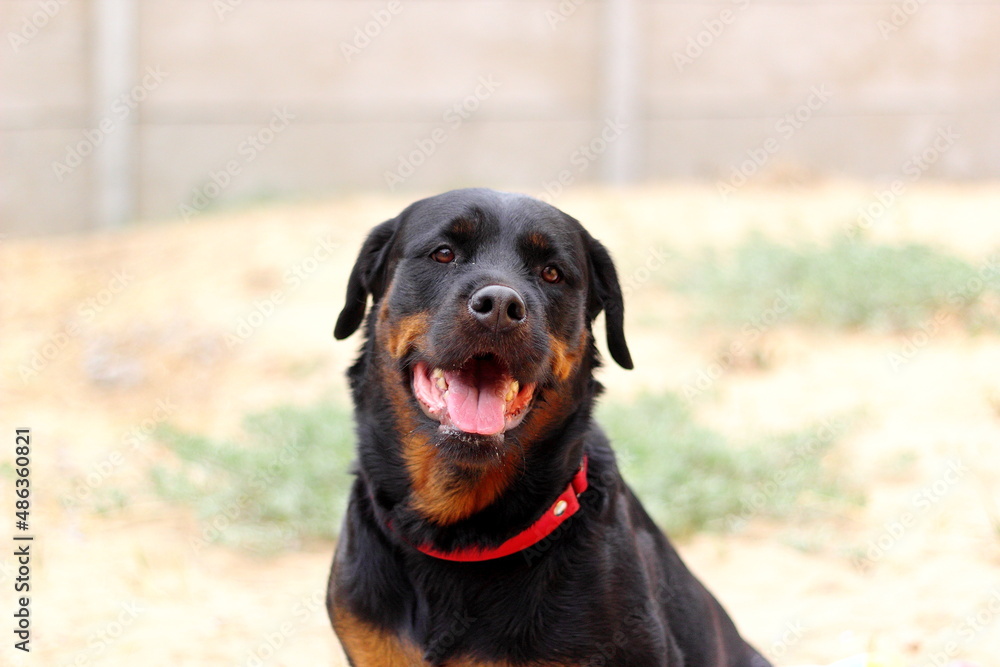 retrato de una perrita rotweiller retrato de una perrita rotweiller