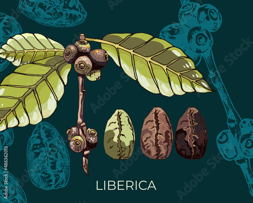 liberica variety dark background_view of coffee beans, liberica variety, plant flowers, beans, berries, grains, hand drawing, colorful detailed natural design dark background