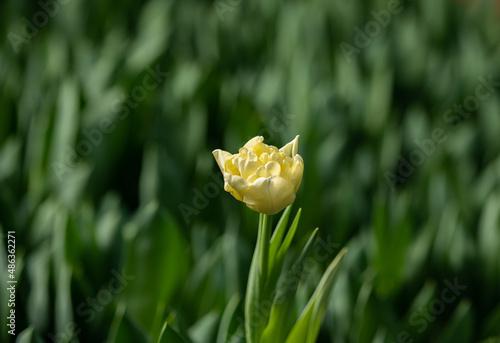 yellow tulip in the garden