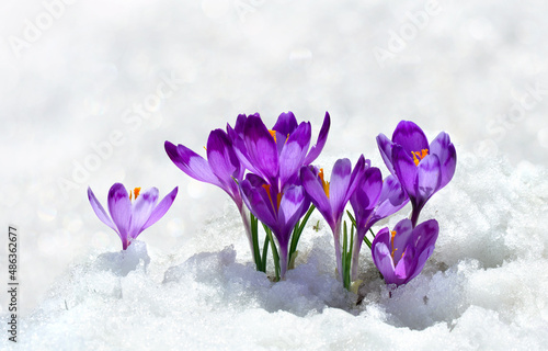 Spring snowdrops flowers violet crocuses ( Crocus heuffelianus ) in snow with space for text © Anastasiia Malinich