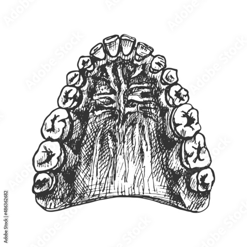 jaw, teeth, gums, palate_jaw, teeth, gums, palate, graphics, isolated vector drawing with black liner, anatomical detailed sketch on white background,