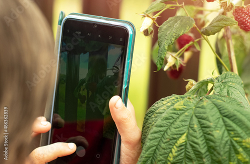 A teenage girl using a mobile phone takes pictures of a raspberry bush in the garden in summer. Ripe berry on a green background. Modern children's hobbies.