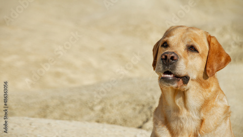 big dog fawn labrador retriever sits in desert on yellow sand on sunny day, close up