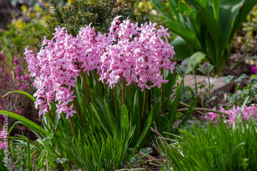 Hyacintus orientalis early spring flowering plant in bloom, group of ornamental flowering flowers in the garden