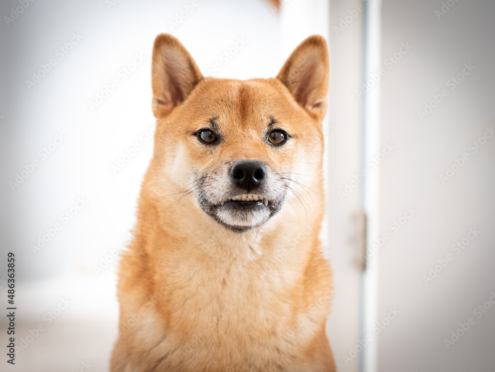 Shiba Inu dog face in bright white room