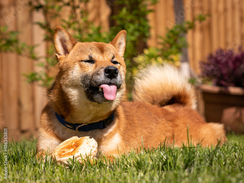 Canvas-taulu Siba Inu dog with tongue out in sunny garden