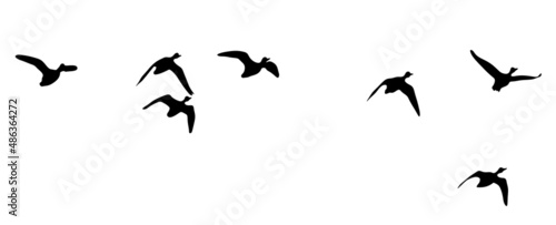 Isolated silhouette of flying wild ducks. Bird hunting concept. Black silhouette of birds.