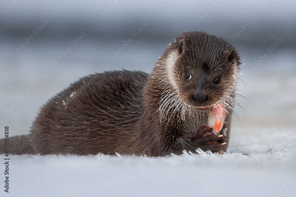 Wild river European otter lies in the snow and keeps fish in his paws. Winter day. Wild river European otter lies in the snow and keeps fish in his paws. Winter day.